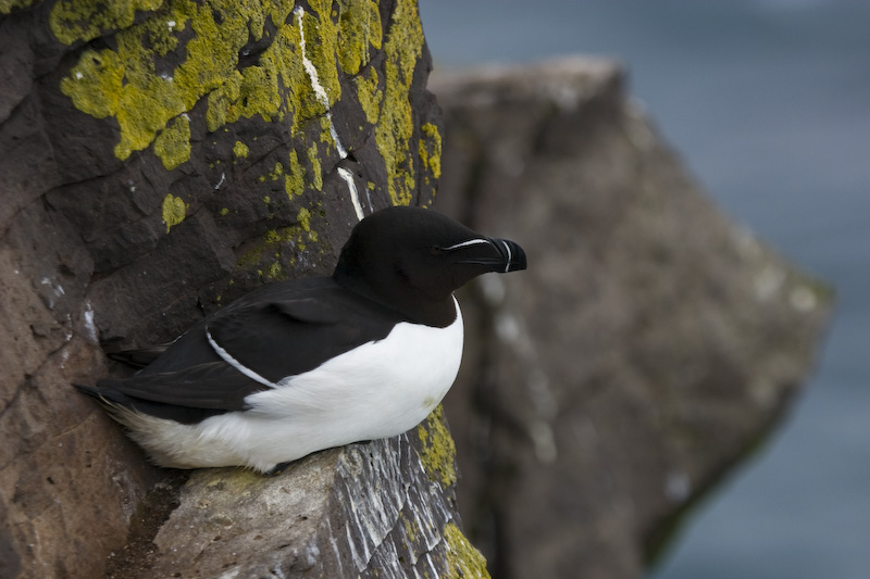 Razorbill